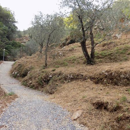 Fattoria Ceragioli Villa Camaiore Eksteriør billede