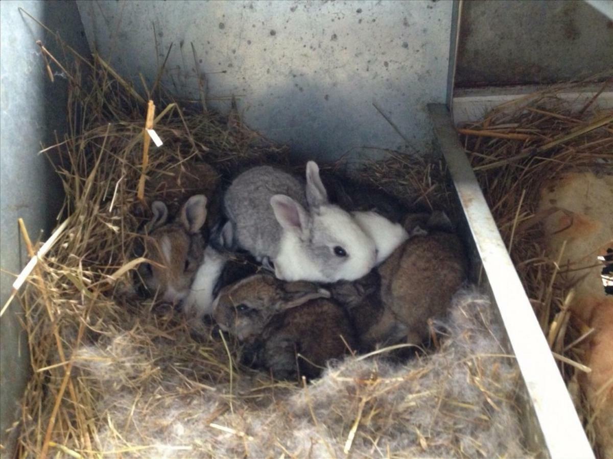 Fattoria Ceragioli Villa Camaiore Eksteriør billede